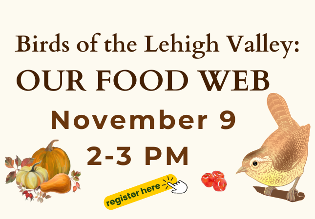 Birds of Lehigh Valley: Our Food Web