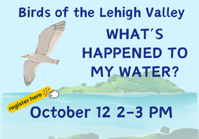 Birds of the Lehigh Valley: What's Happened to My Water?